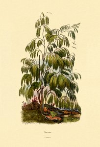 Arbusto perenne de French School